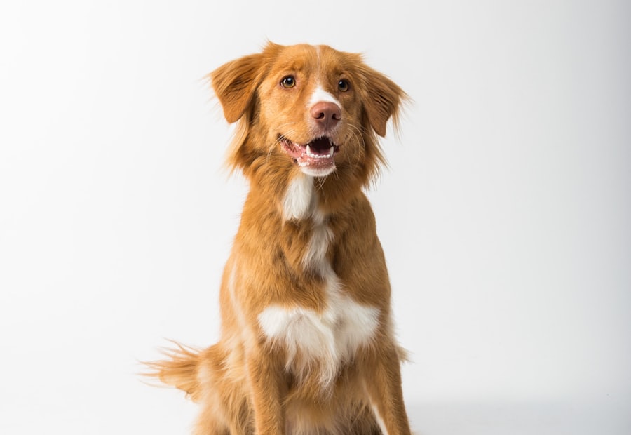 A dog sitting beside a ceramic feeding bowl